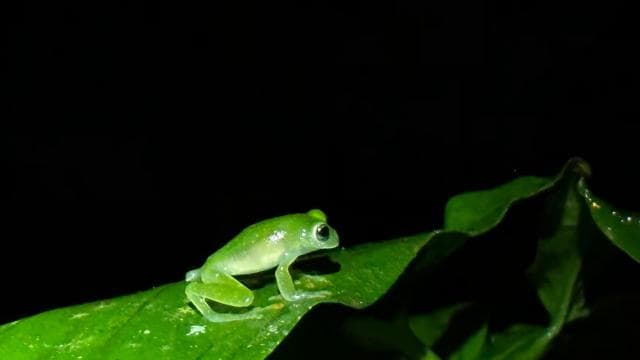 Manuel Antonio: Night Walking Tour