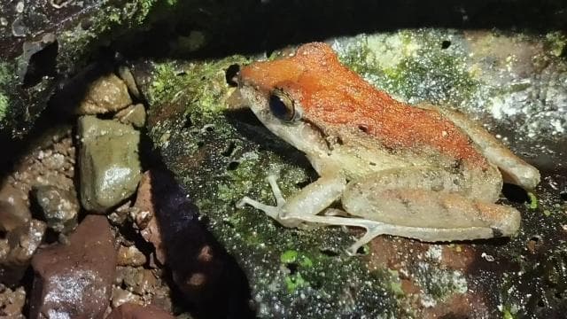 Manuel Antonio Night Jungle Tour