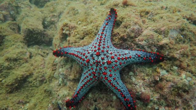 Golfito, Costa Rica: PADI Open Water Diver Certification