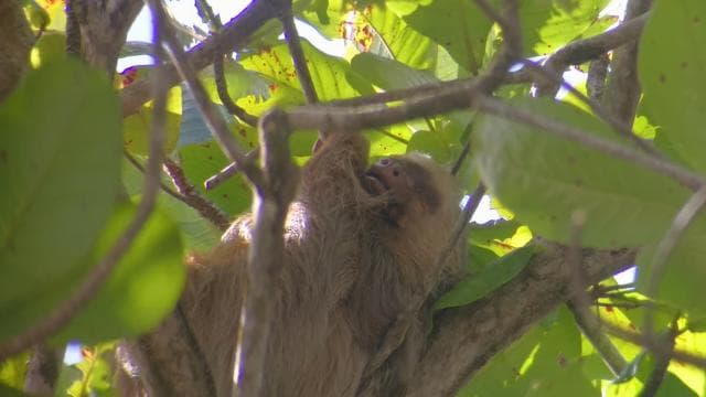 Cahuita: Sloth Watching Guided Tour in the Rainforest