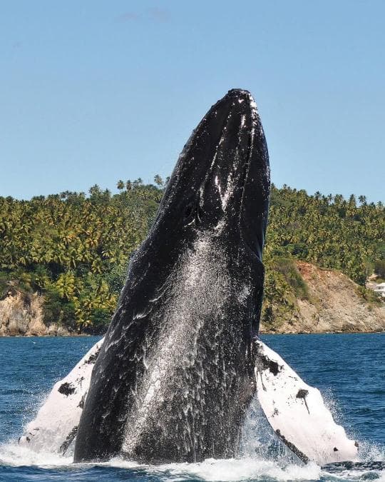 Punta Cana: Miches Whale Watching Catamaran Tour with Snacks 