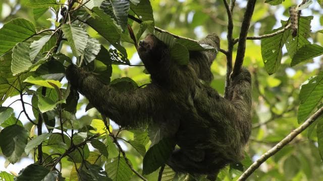 Costa Rica: Sloth tour and Coffee, Chocolate, and Sugarcane