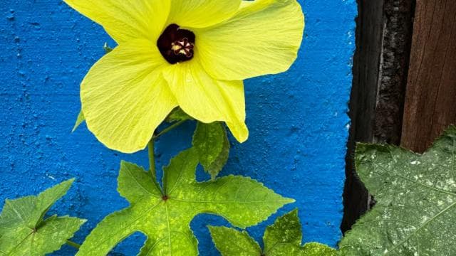 Puerto Viejo: Medicinal and Edible Plant Class
