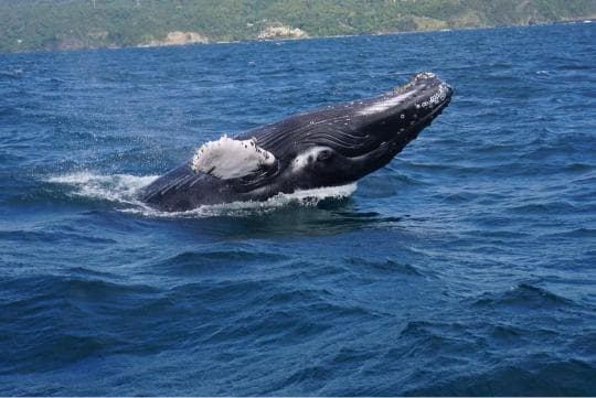 Punta Cana: Miches Whale Watching Catamaran Tour with Snacks 