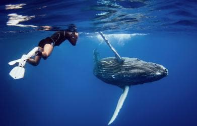 Miches: Half Day Whale Watching Catamaran Tour with Snacks