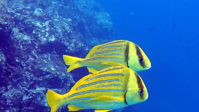 Tamarindo: Guided Snorkeling Tour with Marine Life Spotting