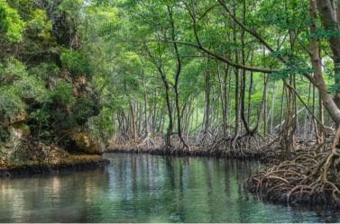 Sabana de la Mar: Los Haitises National Park Day Trip Free