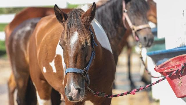 From Carolina: Horse Riding at a Private Ranch