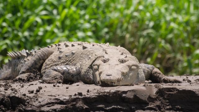 From San José: Carara National Park and Tárcoles River Tour
