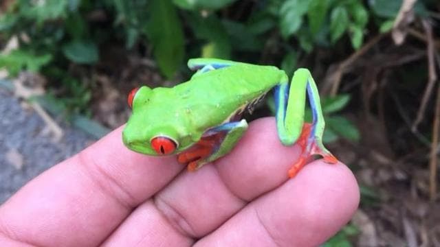Papagayo Gulf: Rio Celeste Waterfall & Sloth Encounter Tour