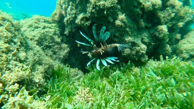 San Juan: small group guided snorkeling excursion