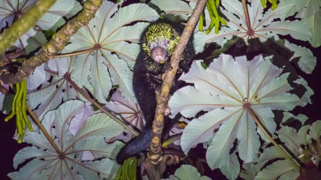 Monteverde: Kinkajou Forest Night Walking Tour