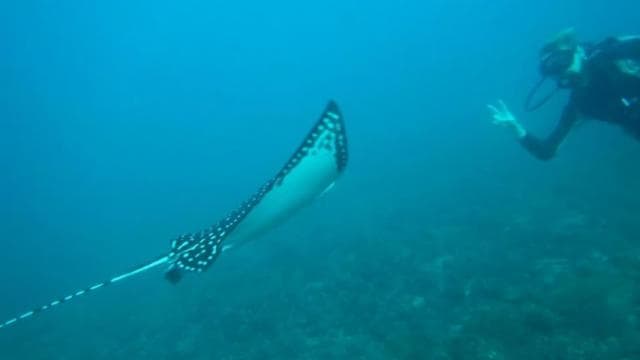 Tamarindo: Discover Scuba Diving at Catalina Islands