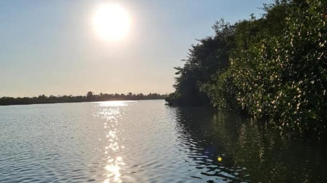 Quepos Mangrove Boat Tour