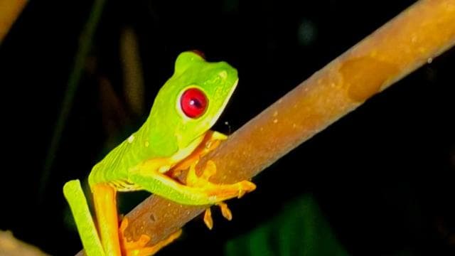 Manuel Antonio: Shared Night Tour Forest Experience