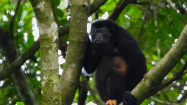 Manuel Antonio National Park: Private Nature Experience