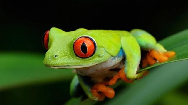 Tortuguero: A night walk through the Tortuguero rainforest