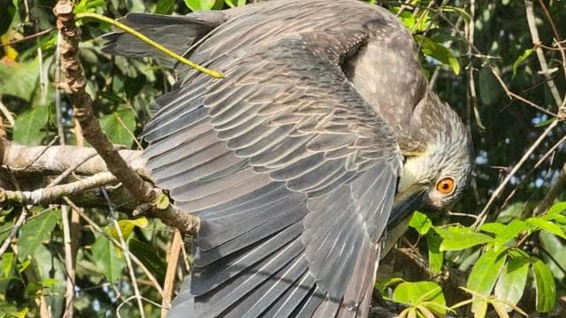 Tortuguero: Canoe tour through the Costa Ricans Amazons.