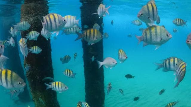 VIP Snorkeling with Turtles Adventure