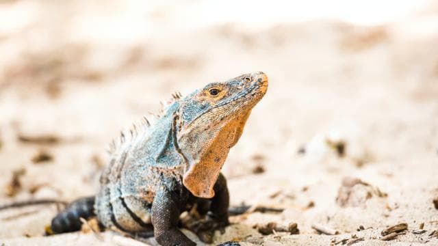 Uvita: Marino Ballena National Park Private Guided Walk Tour