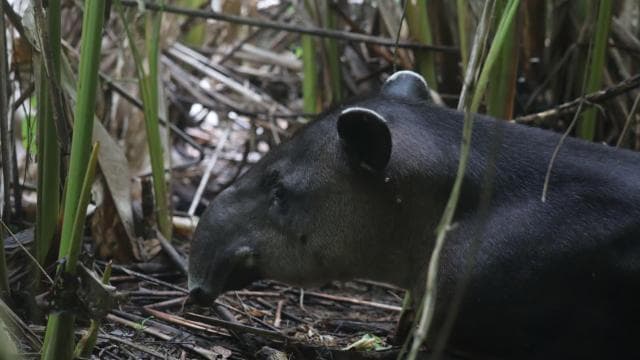 Corcovado National Park, San Pedrillo Station, 1-day hike