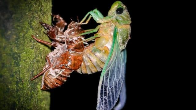 Manuel Antonio: Rainmaker Park Night Tour with Dinner