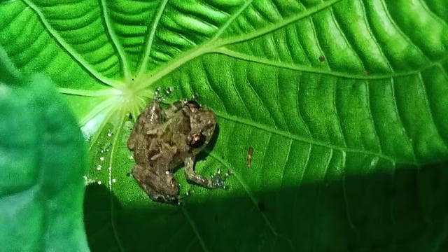 Cahuita's Tarantula Way Night Tour