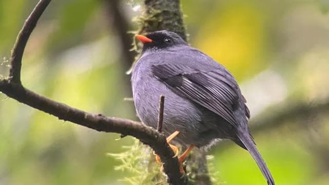 Monteverde cloud forest preserve tours