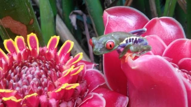 Papagayo Gulf: Rio Celeste Waterfall & Sloth Encounter Tour