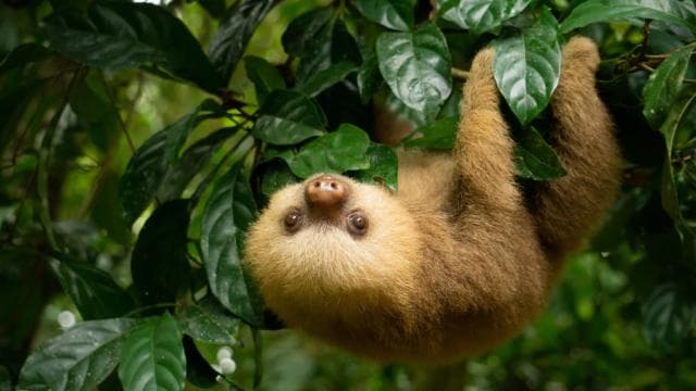 Quepos Costa Rica: Mangrove Monkey Tour