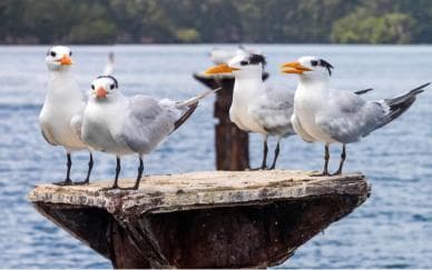 Punta Cana to Los Haitises, Caño Hondo & Montaña Redonda Day Trip – Adults $125, Kids $95