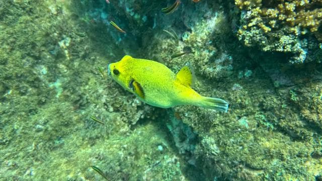 Isla del Caño: Snorkeling