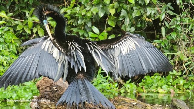 Tortuguero: Canoe tour through the Costa Ricans Amazons.