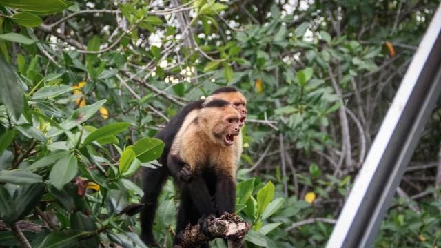 Manuel Antonio Mangrove Boat Tour