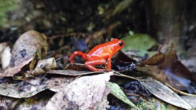 Puerto Viejo Talamanca: Hike through Gandoca Manzanillo Wild Life refuge.