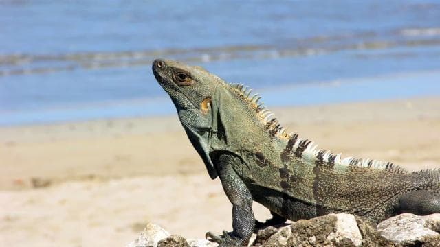 Uvita: Marino Ballena National Park Private Guided Walk Tour