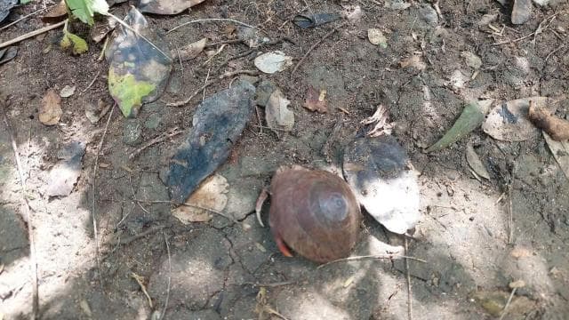 Fajardo: Hidden Beach and Mangrove Tour