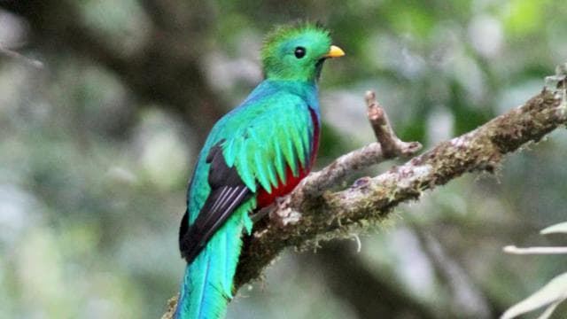 Quetzal: Costa Rica Birdwatching Experience - Los Quetzales