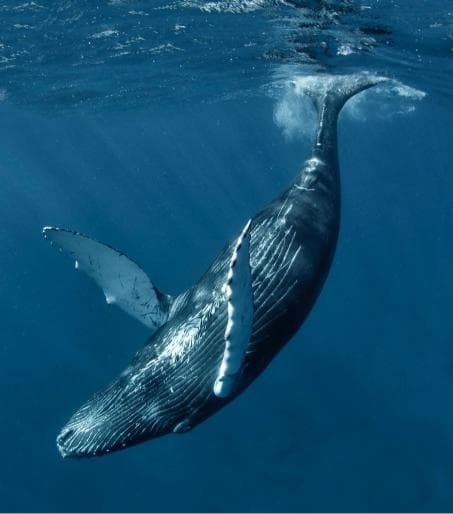 Punta Cana: Miches Whale Watching Catamaran Tour with Snacks 
