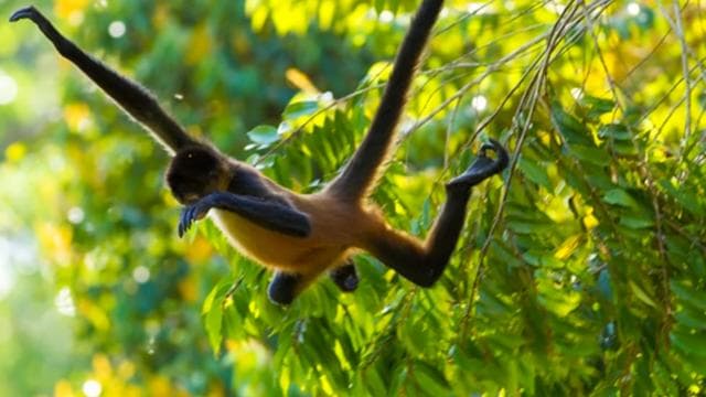 Arenal National Park: Hanging Bridges Small Group Tour