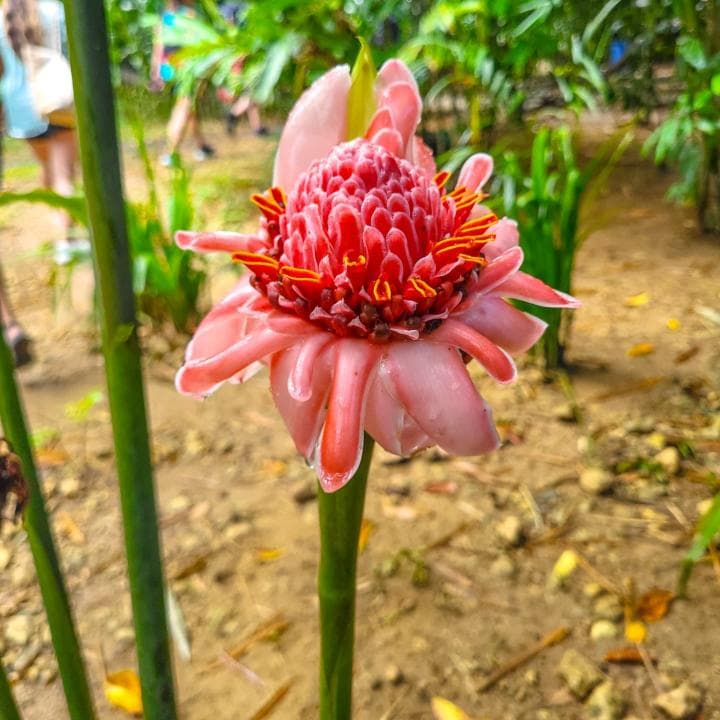 Sabana de la Mar:  Yanigua Waterfalls Tour  – Swim, Clay Spa & Dominican Lunch