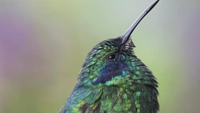 Monteverde: Birdwatching Half-Day Tour