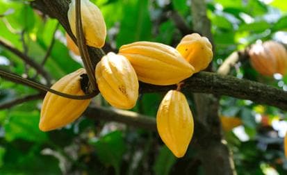 Boca Chica : Los Haitises Guided Hike and Kayaking