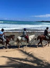 Punta Cana: Guided Horseback Tour of Beaches and Fields