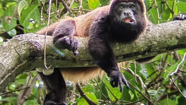 From San José To Manuel Antonio national Park Guided tour