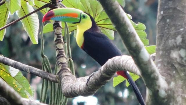 San José: Arenal Volcano, Waterfalls, Coffee and Hot Springs