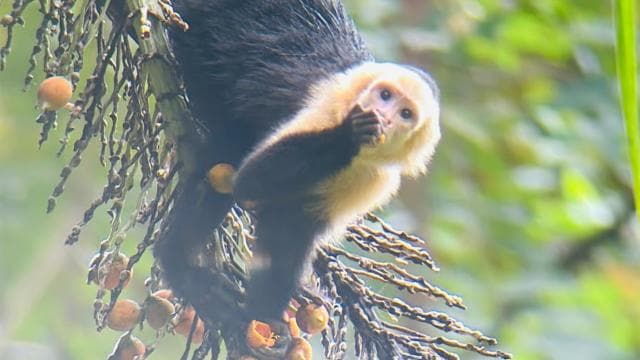 Guided hike through the Manuel Antonio jungle with optical equipment.