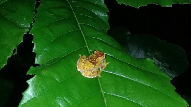 Manzanillo: Night hike in the forest