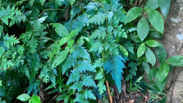 El Yunque National Rainforest Nature Walk & Luquillo Beach