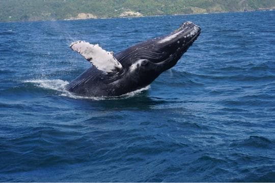Private: Whale Watching + Cayo Levantado from Sabana de la Mar 